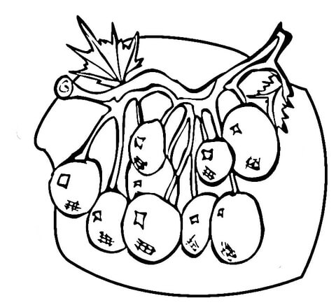 Blueberries  Coloring Page